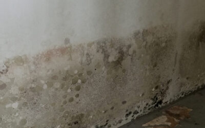 Mold Problem Explored