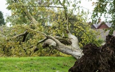 Responsibility for Tree Branches and Roots