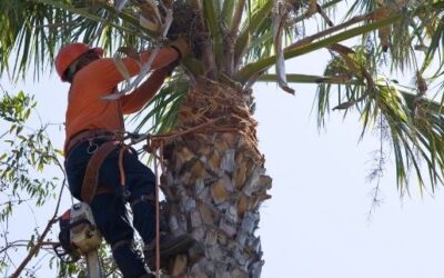 Tree Maintenance and the Potential Impact of Section 163.045, Florida Statutes