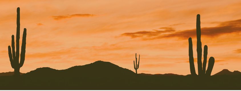 A photo of cacti in silhouette on a setting sun in the wild.