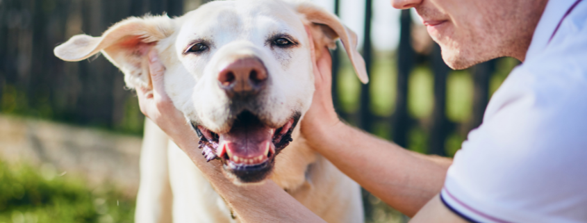 An image of a dog and his owner petting him